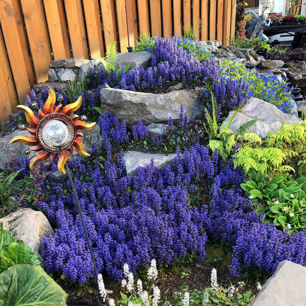 Ajuga reptans 'Blueberry Muffin' PP #22,092 ~ Blueberry Muffin Ajuga-ServeScape