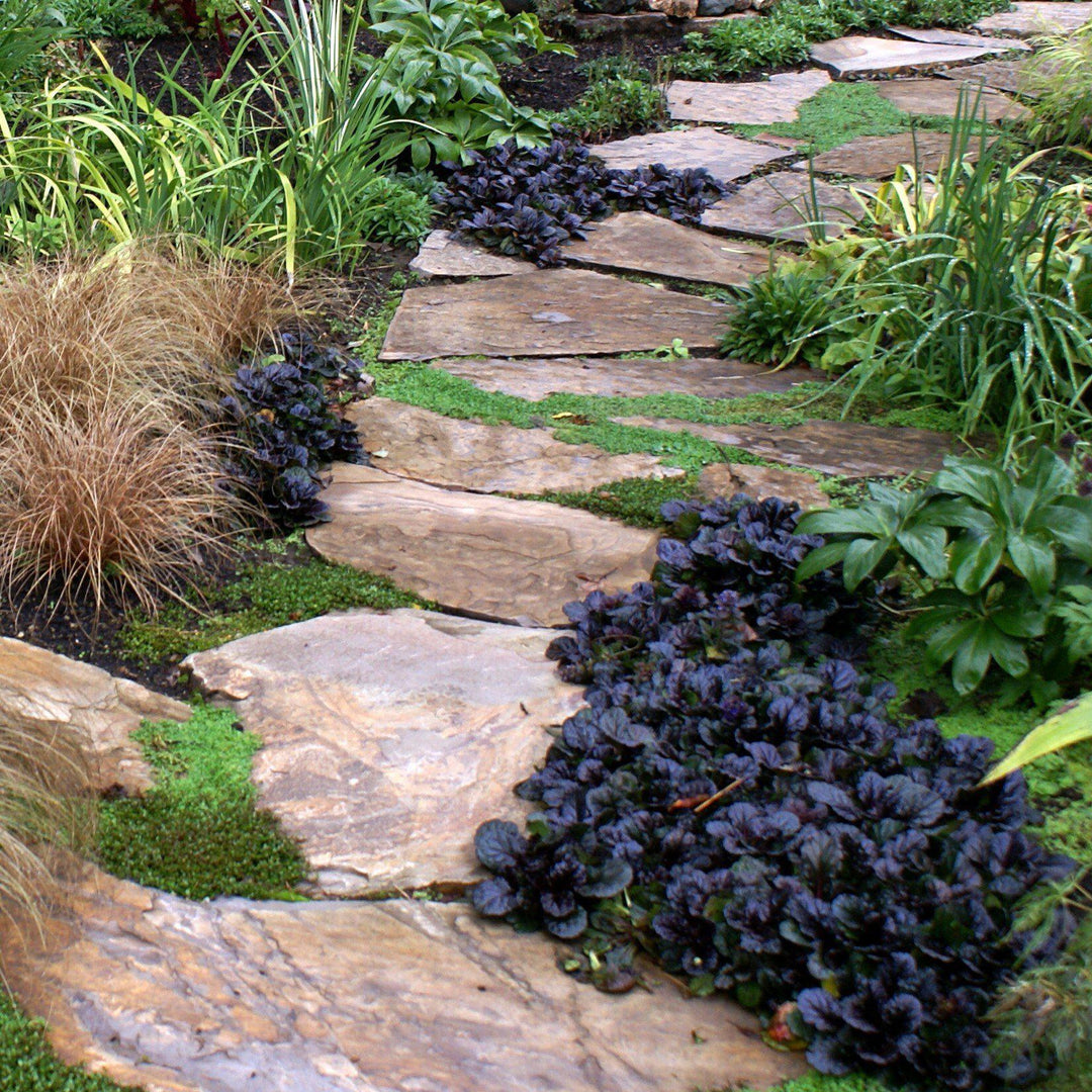 Ajuga Reptans 'Binblasca' ~ Black Scallop Bugleweed-ServeScape