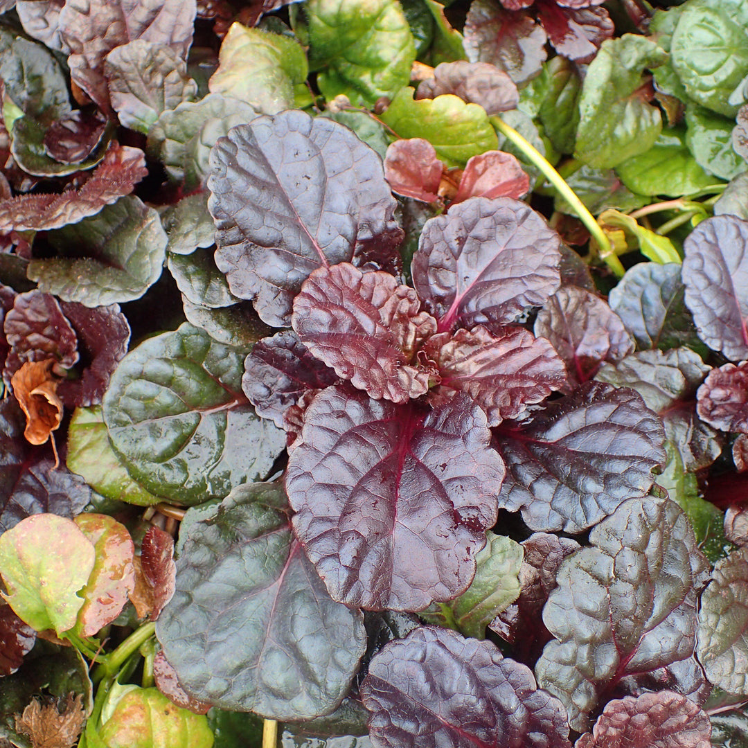 Ajuga Reptans 'Binblasca' ~ Black Scallop Bugleweed-ServeScape