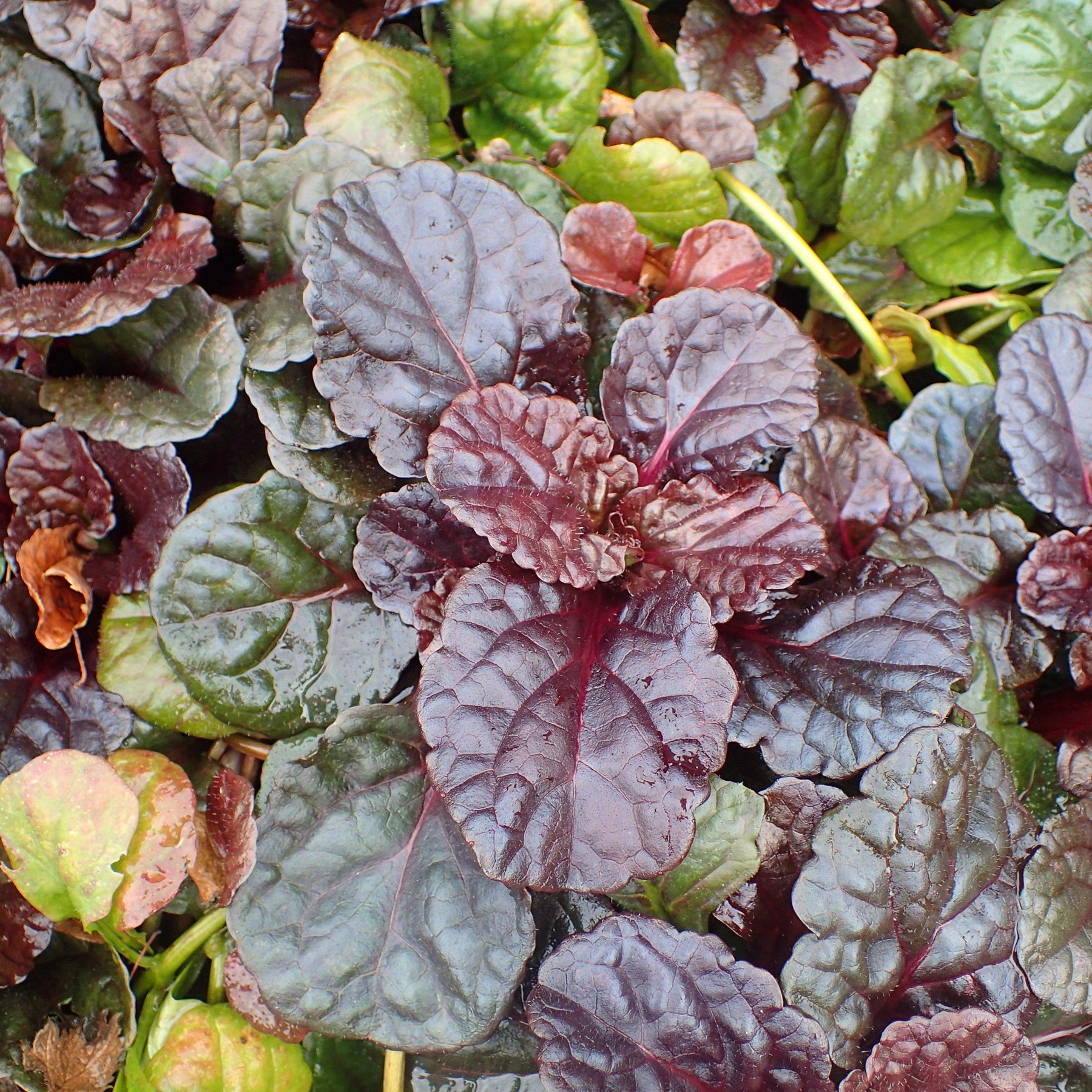 Black Scallop Bugleweed - Ajuga reptans 'Binblasca' – ServeScape