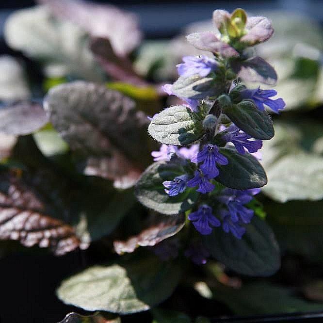 Ajuga reptans 'Bronze Beauty' ~ Bronze Beauty Bugleweed - Delivered By ServeScape