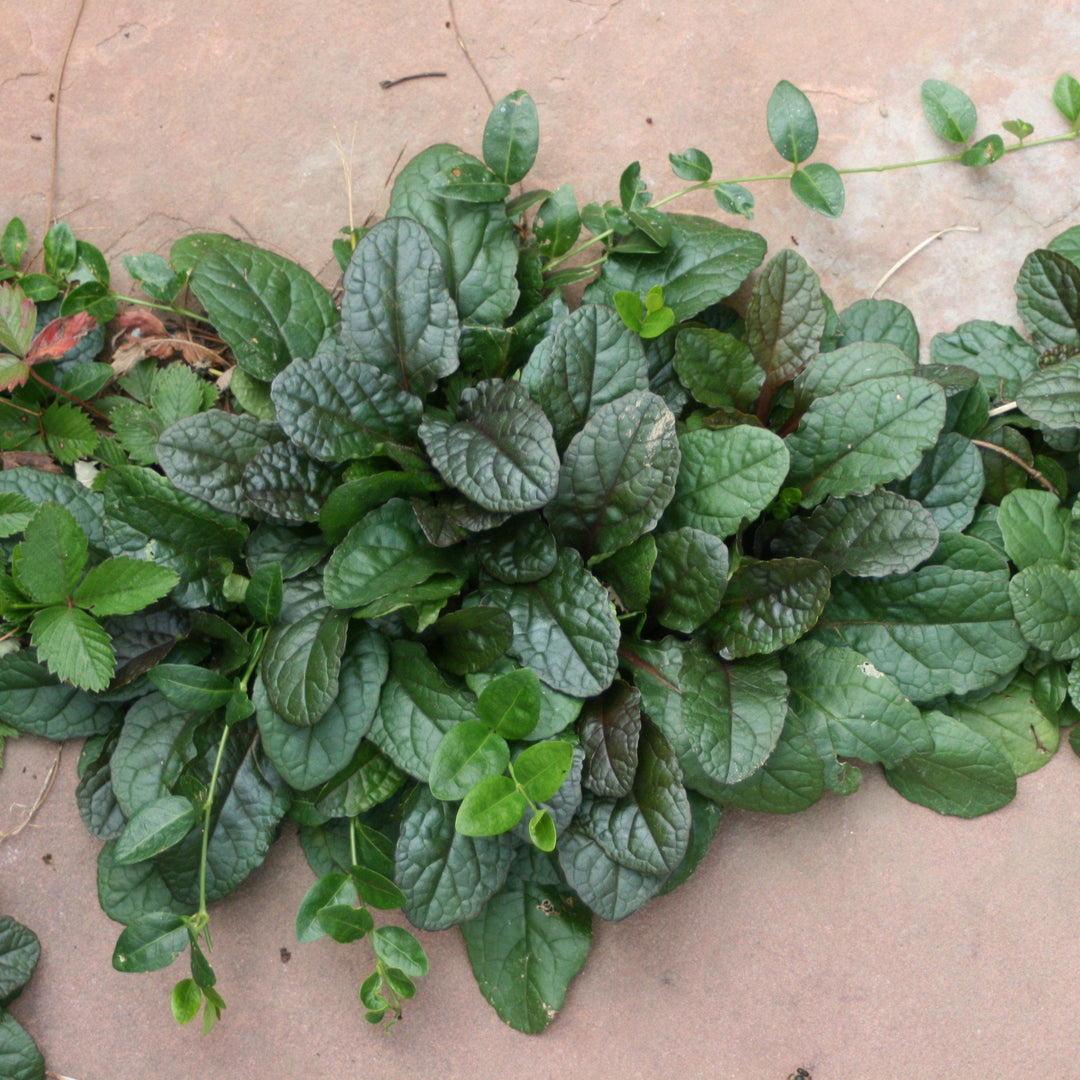 Ajuga reptans 'Bronze Beauty' ~ Bronze Beauty Bugleweed-ServeScape