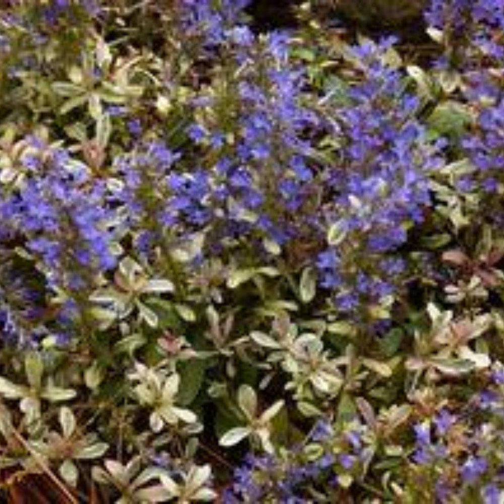 Ajuga Reptans 'Dixie Chip'  ~ Dixie Chip Bugleweed - Delivered By ServeScape