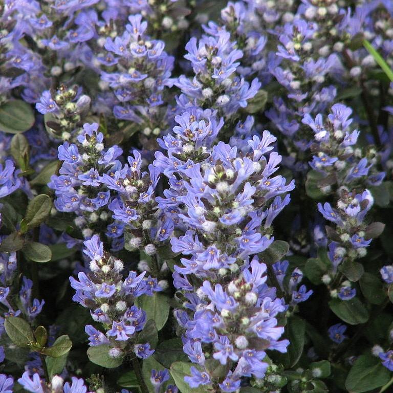 Ajuga Reptans 'Valfredda' ~ Chocolate Chip Bugleweed-ServeScape