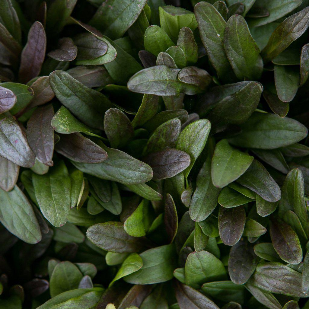 Ajuga Reptans 'Valfredda' ~ Chocolate Chip Bugleweed - Delivered By ServeScape