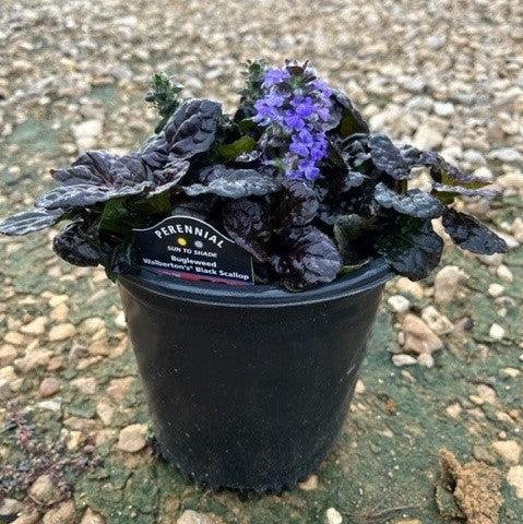 Ajuga reptans 'Binblasca' ~ Black Scallop Bugleweed-ServeScape