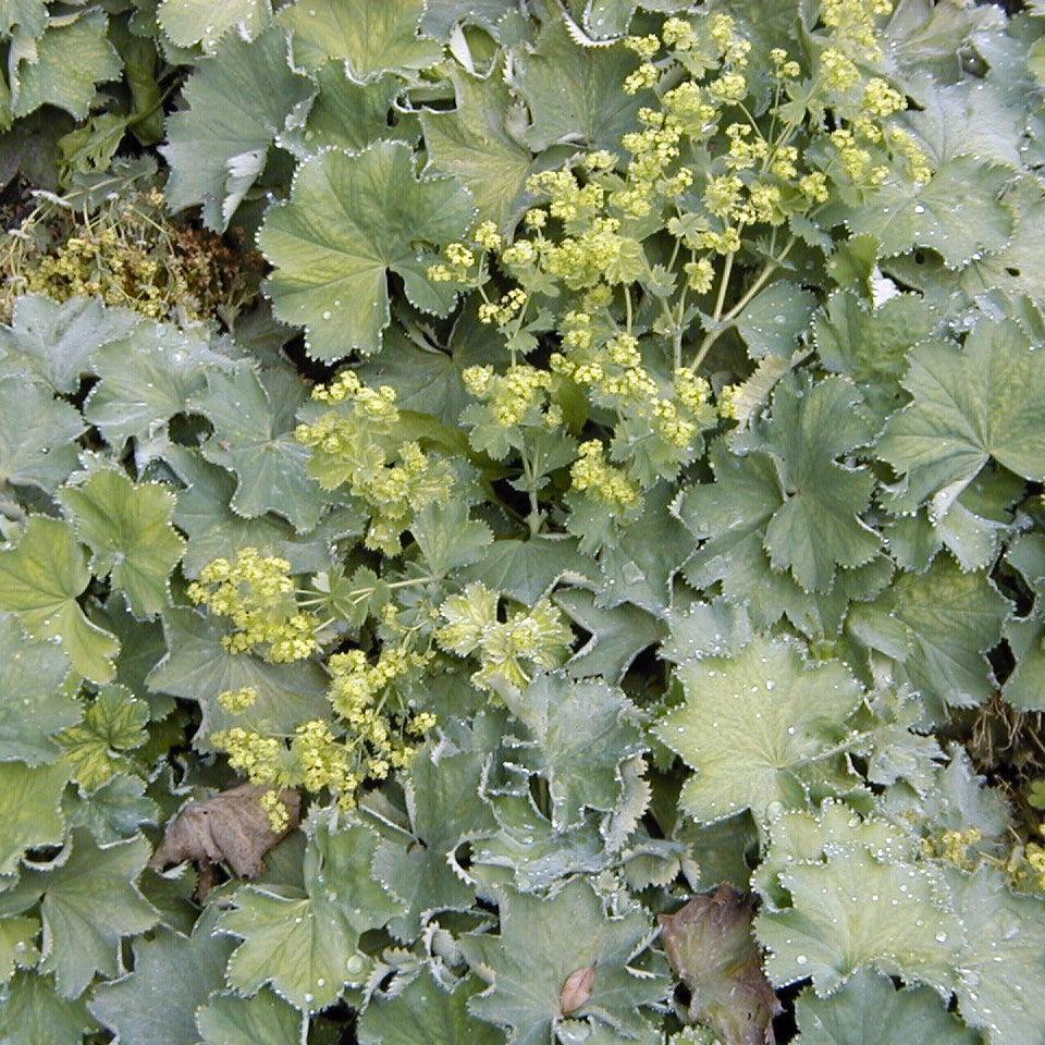 Alchemilla mollis 'Thriller' ~ Thriller Lady's Mantle-ServeScape