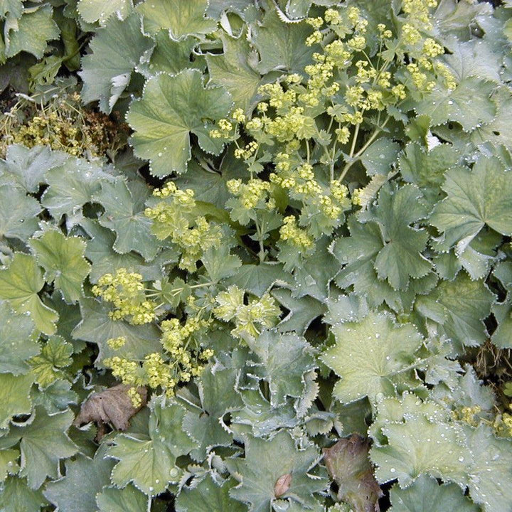 Alchemilla mollis 'Thriller' ~ Thriller Lady's Mantle-ServeScape
