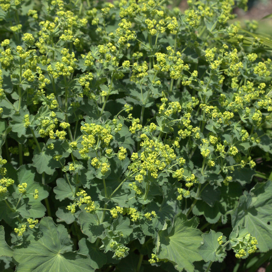 Alchemilla mollis 'Thriller' ~ Thriller Lady's Mantle-ServeScape
