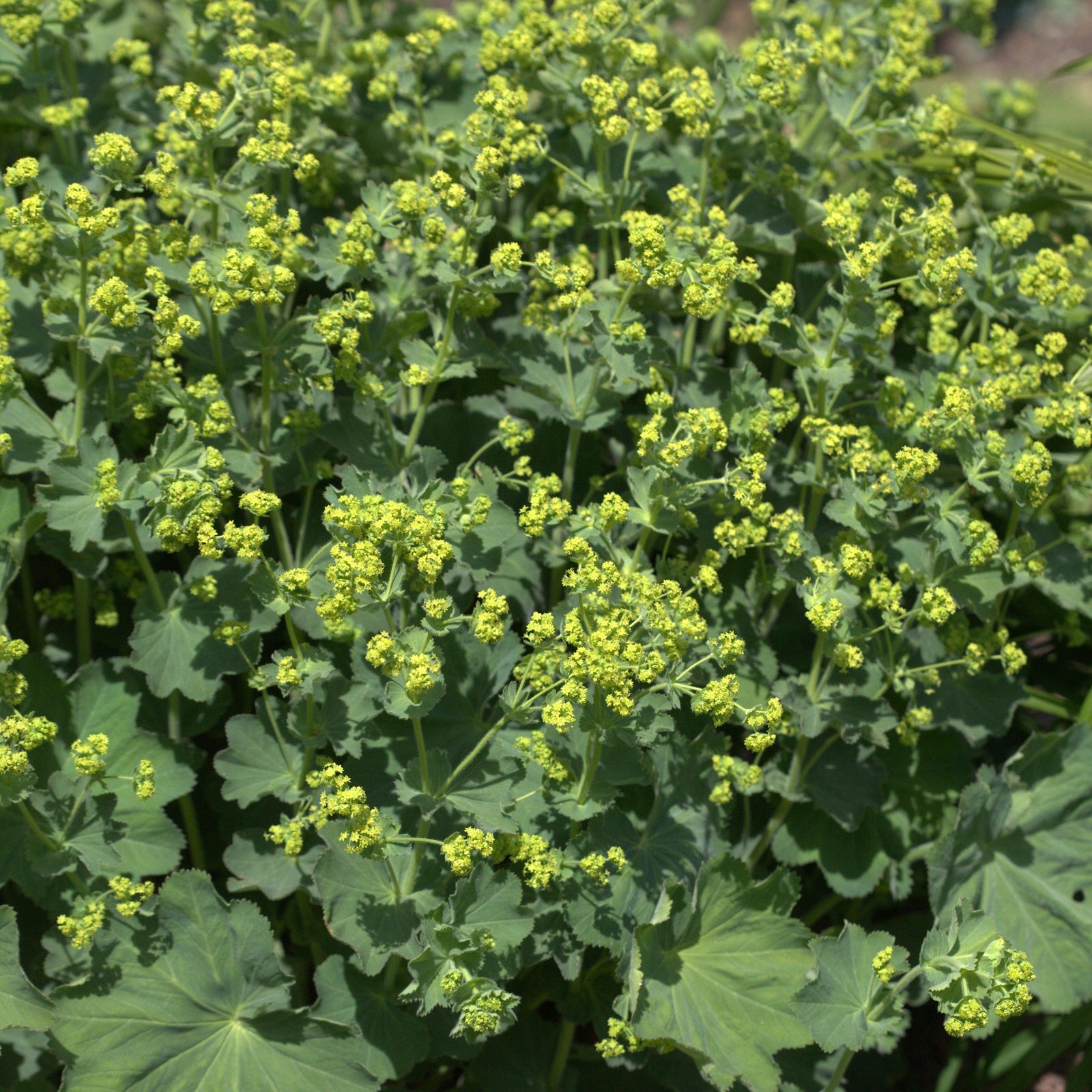 Alchemilla mollis 'Thriller' ~ Thriller Lady's Mantle-ServeScape