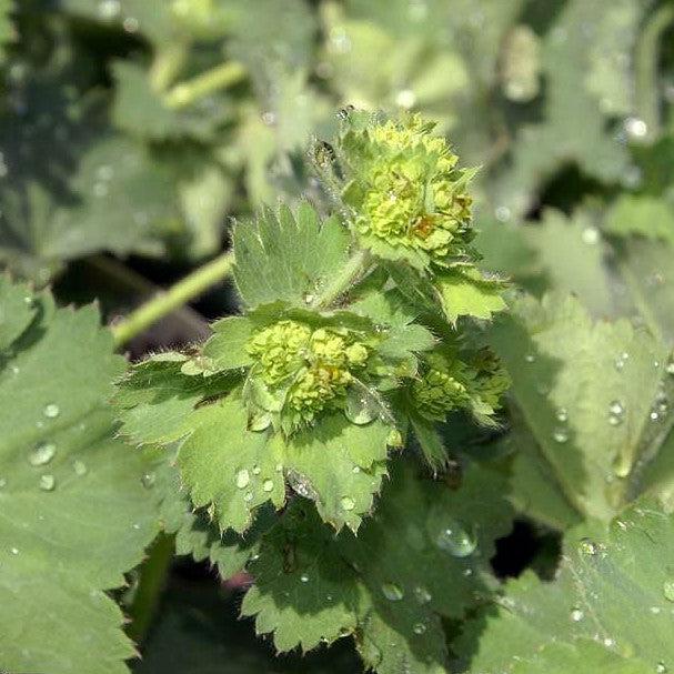 Alchemilla mollis 'Thriller' ~ Thriller Lady's Mantle-ServeScape