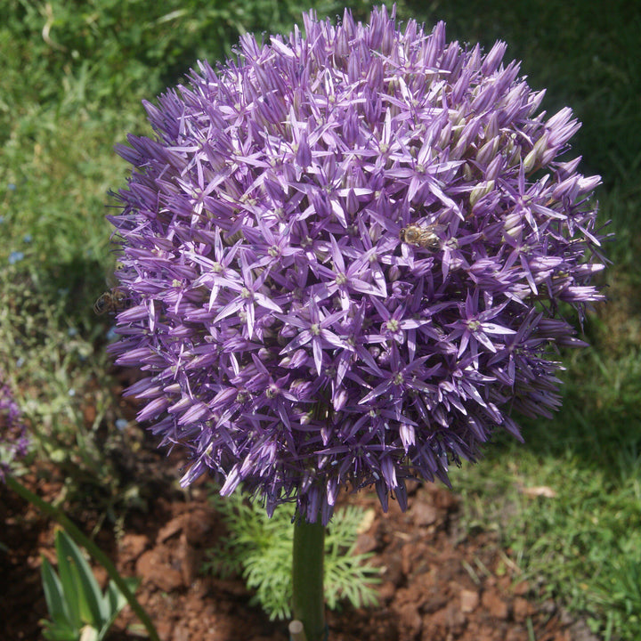 Allium 'Globemaster' ~ Globemaster Ornamental Onion-ServeScape