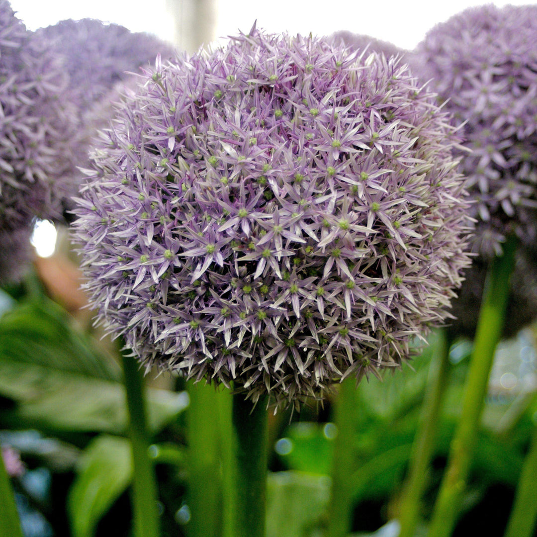 Allium 'Globemaster' ~ Globemaster Ornamental Onion-ServeScape