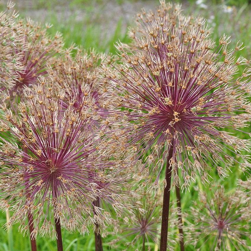 Allium 'Globemaster' ~ Globemaster Ornamental Onion-ServeScape