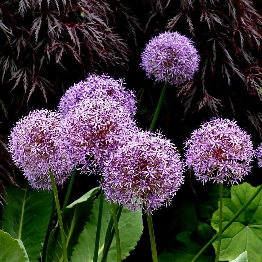 Allium 'Globemaster' ~ Globemaster Ornamental Onion - Delivered By ServeScape