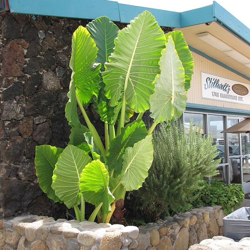 Alocasia macrorrhizos ~ Giant Elephant Ear, Giant Taro-ServeScape