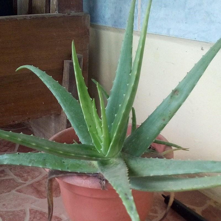 Aloe vera ~ Aloe-ServeScape