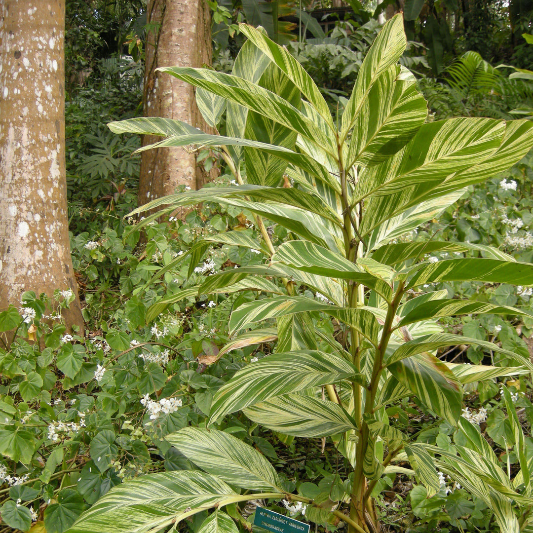 Alpinia zerumbet 'Variegata' ~ Variegated Ginger-ServeScape