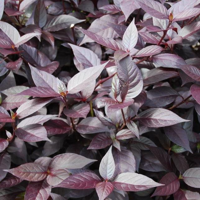 Alternanthera dentata ‘LRU30’ ~ Little Ruby™ Joseph's Coat-ServeScape