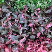 Alternanthera dentata 'Raspberry Rum' ~ Raspberry Rum Joseph's Coat-ServeScape