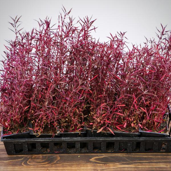 Alternanthera ficoidea 'Red Threads'  ~ Red Threads Joseph's Coat - Delivered By ServeScape