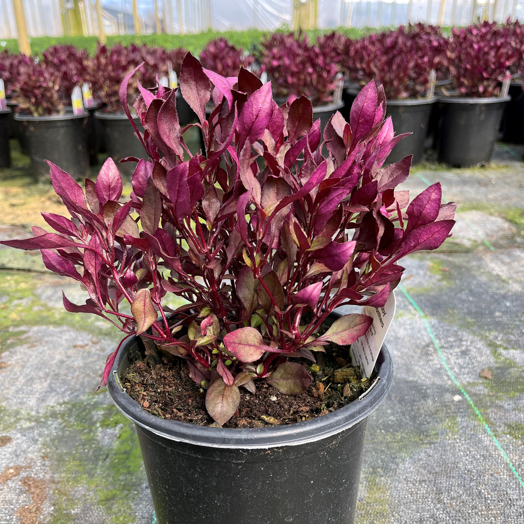 Alternanthera dentata ‘LRU30’ ~ Little Ruby™ Joseph's Coat-ServeScape