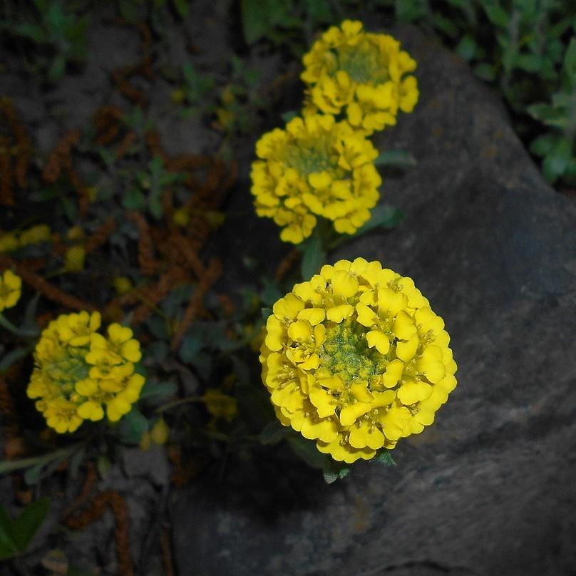 Alyssum wulfenianum 'Golden Spring' ~ Golden Spring Madwort-ServeScape