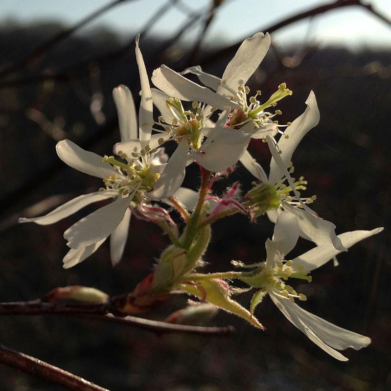 Amelanchier arborea ~ Downy Serviceberry-ServeScape
