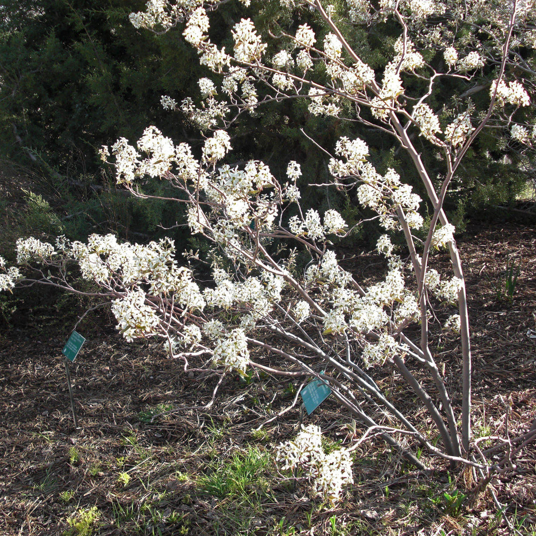 Amelanchier canadensis ~ Shadblow Serviceberry-ServeScape