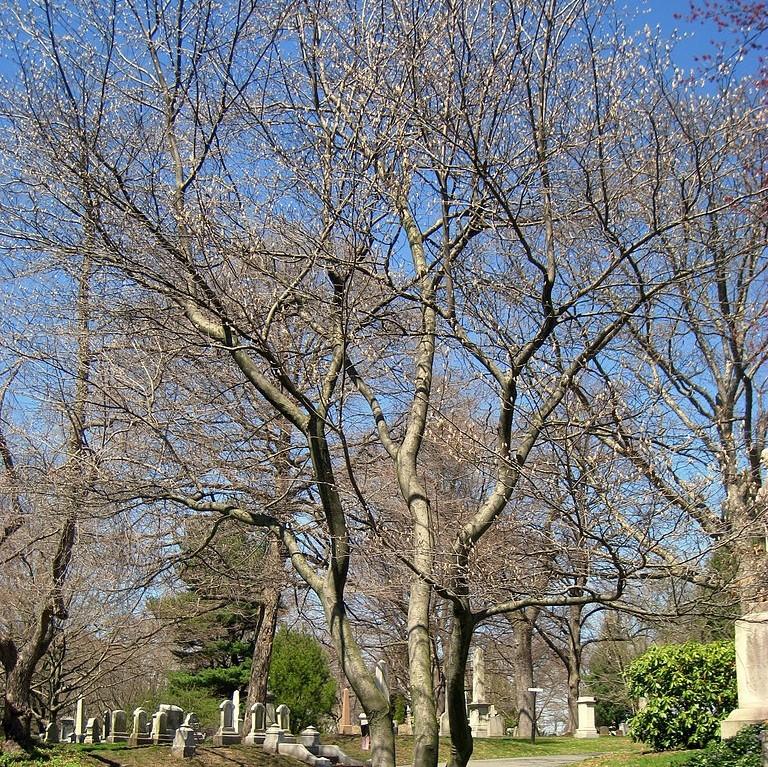 Amelanchier canadensis ~ Shadblow Serviceberry-ServeScape