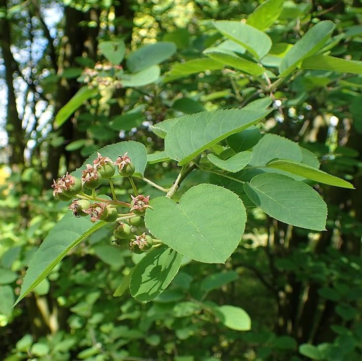 Amelanchier canadensis ~ Shadblow Serviceberry-ServeScape