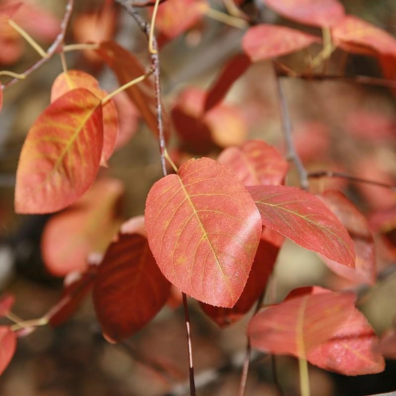 Amelanchier canadensis ~ Shadblow Serviceberry-ServeScape