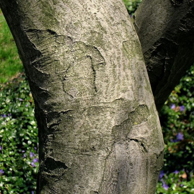 Amelanchier canadensis ~ Shadblow Serviceberry-ServeScape