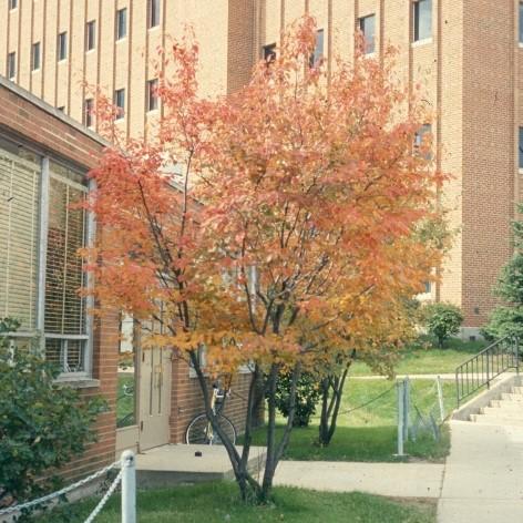 Amelanchier laevis ~ Allegheny Serviceberry-ServeScape