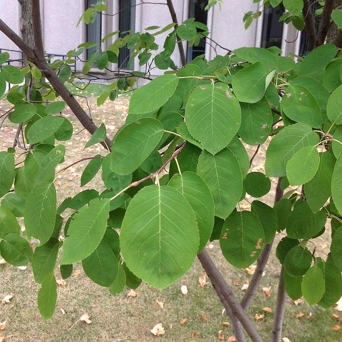 Amelanchier laevis ~ Allegheny Serviceberry-ServeScape