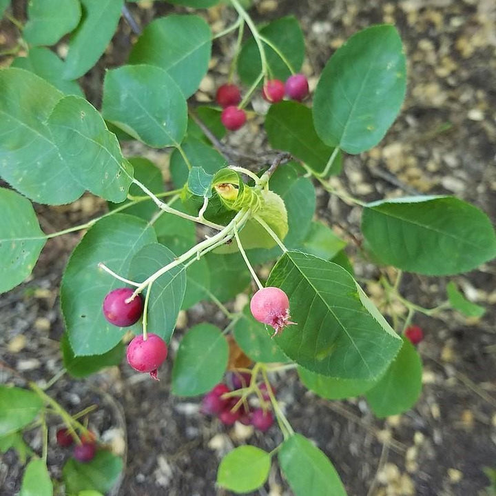Amelanchier laevis ~ Allegheny Serviceberry-ServeScape