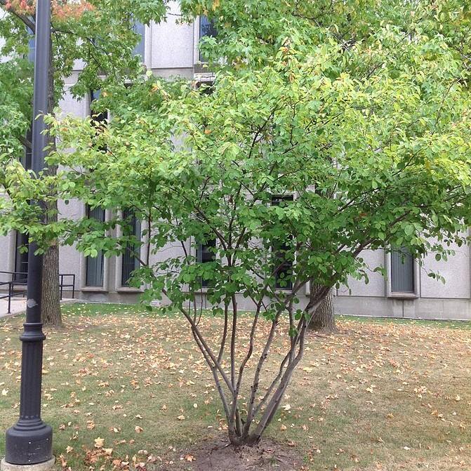 Amelanchier laevis ~ Allegheny Serviceberry-ServeScape