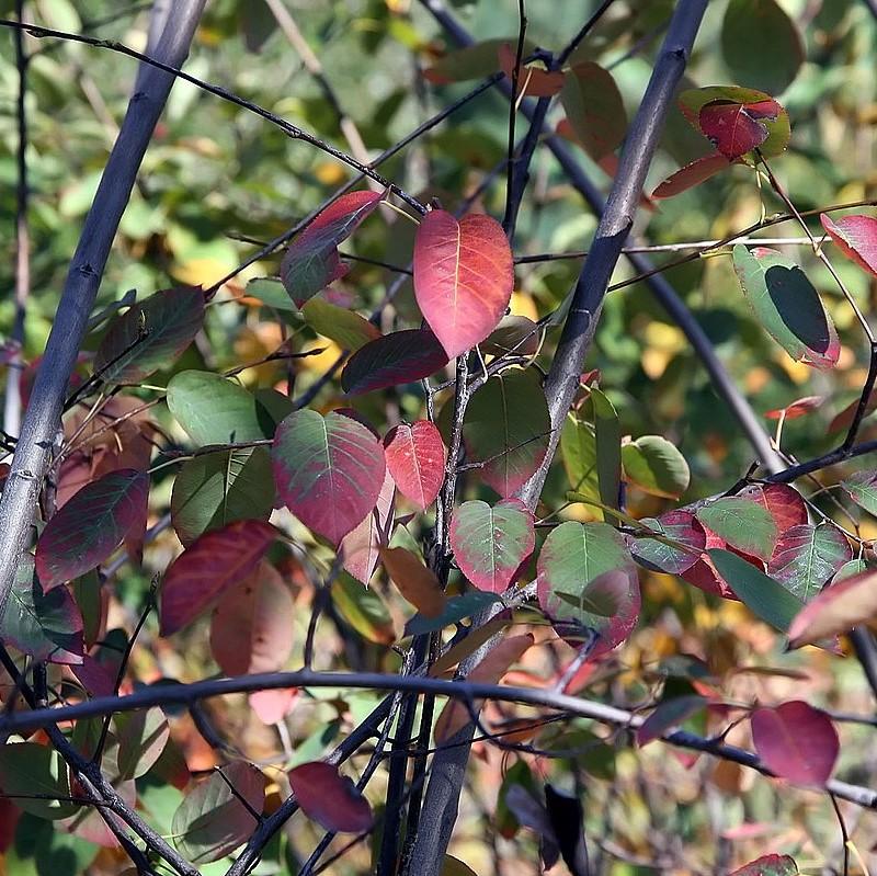 Amelanchier x grandiflora 'Autumn Brilliance' ~ Autumn Brilliance Apple Serviceberry-ServeScape