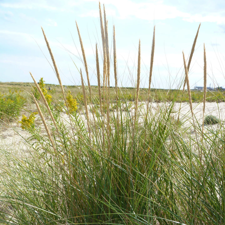 Ammophila breviligulata ~ American Beach Grass-ServeScape