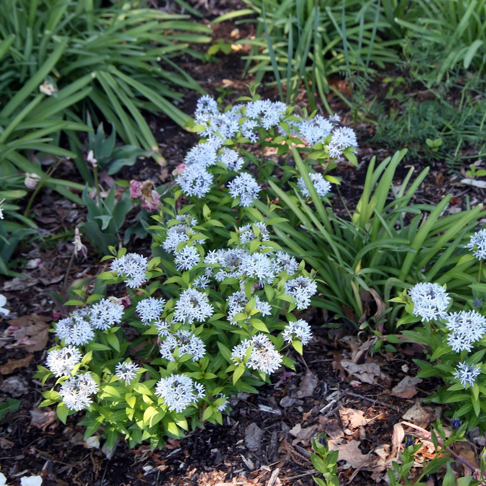 Amsonia 'Blue Ice' ~ Blue Ice Blue Star - Delivered By ServeScape