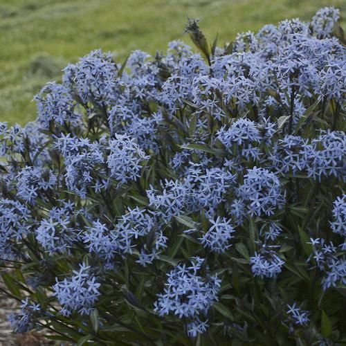 Amsonia tabernaemontana 'Storm Cloud' ~ Storm Cloud Blue Star - Delivered By ServeScape