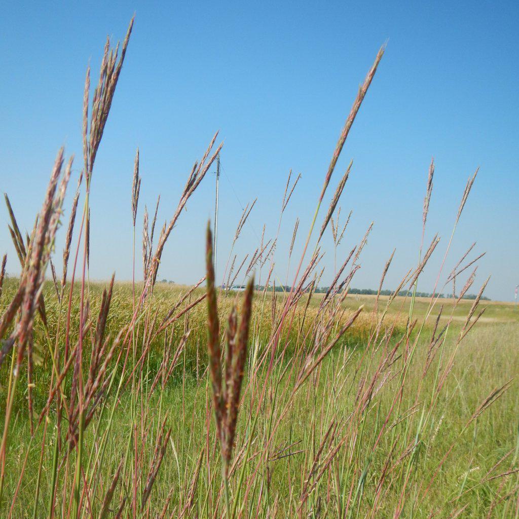 Andropogon gerardii  ~ Big Bluestem - Delivered By ServeScape