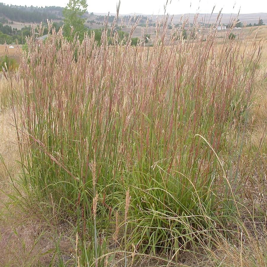 Andropogon gerardii ~ Big Bluestem-ServeScape