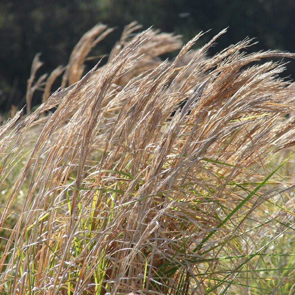 Andropogon virginicus ~ Broomsedge, Yellow Bluestem - Delivered By ServeScape