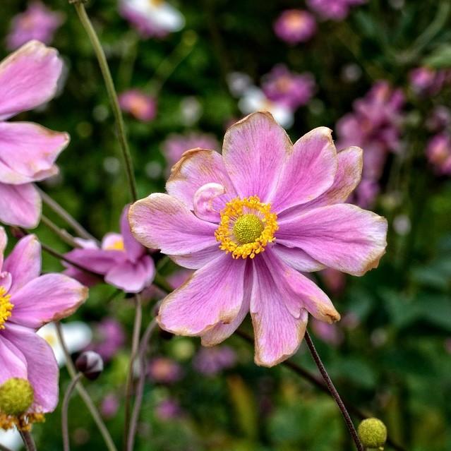 Anemone hupehensis 'Pretty Lady Emily' ~ Pretty Lady Emily Anemone, Windflower - Delivered By ServeScape
