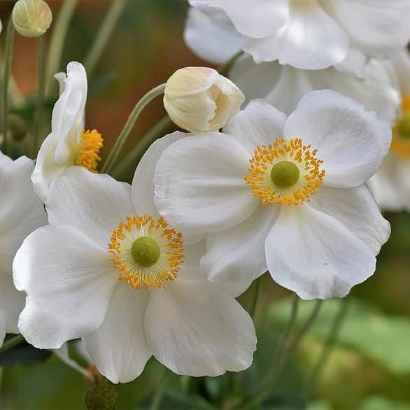 Anemone hupehensis 'Pretty Lady Maria' ~ Pretty Lady Maria Anemone - Delivered By ServeScape