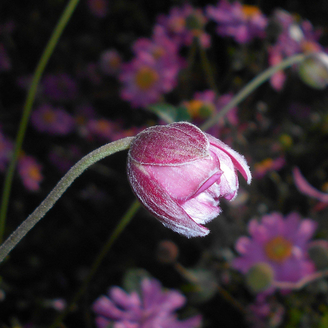 Anemone hupehensis var. japonica 'Pamina' ~ Panima Japanese Anemone-ServeScape