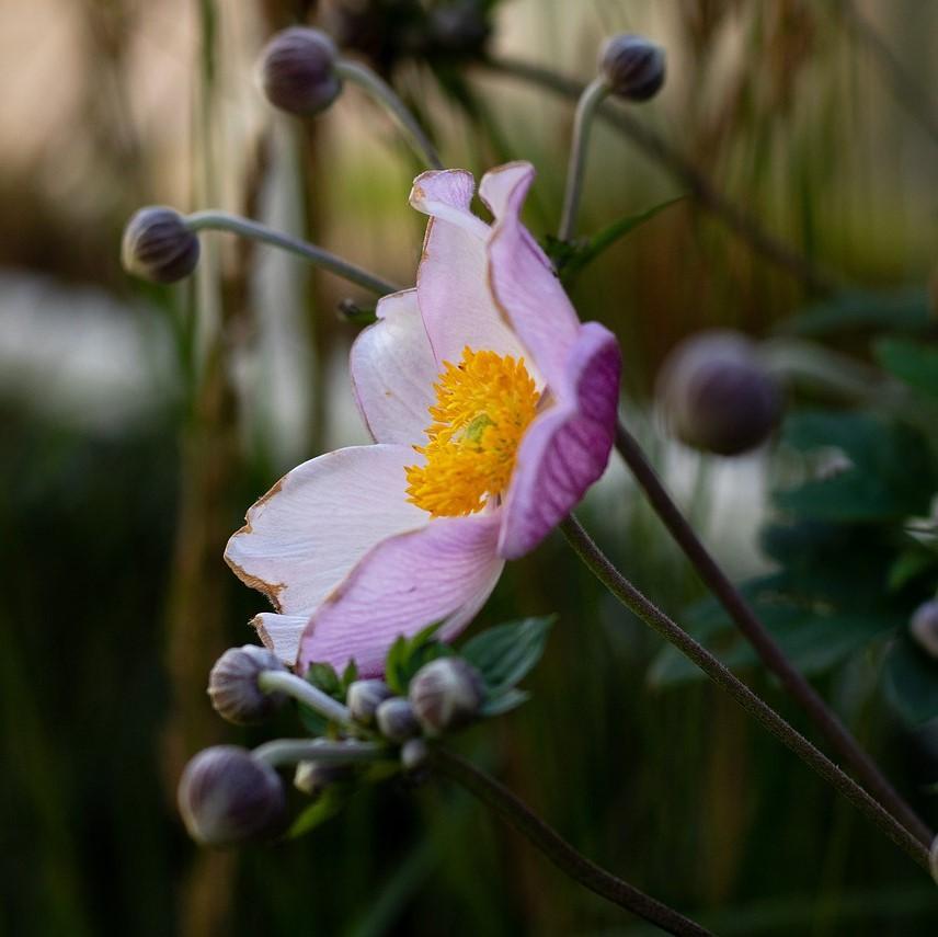 Anemone hupensis 'September Charm' ~ September Charm Anemone-ServeScape