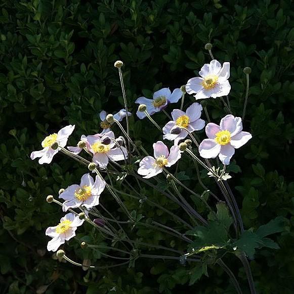 Anemone hupensis 'September Charm' ~ September Charm Anemone-ServeScape