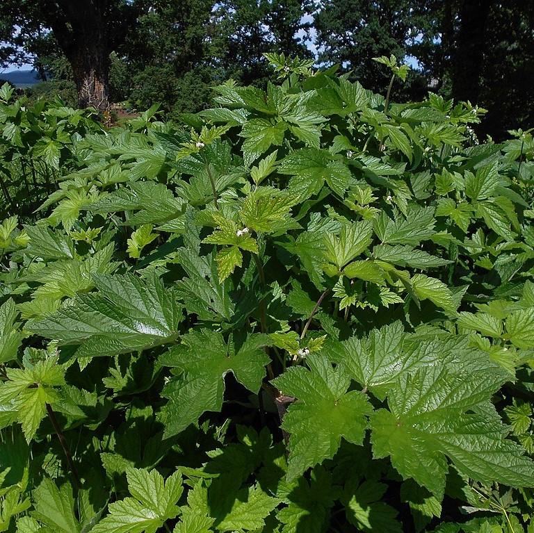 Anemone hupensis 'September Charm' ~ September Charm Anemone-ServeScape